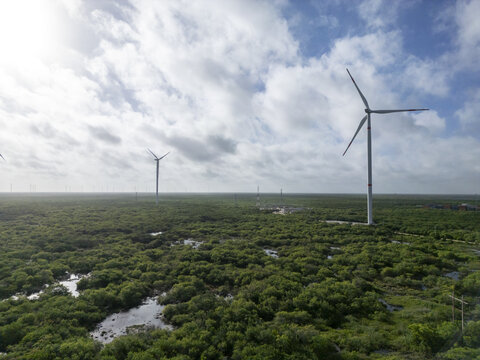 Aerial view of Parque eolico Energia Renovable de la Peninsula with wind turbines rising above lush green vegetation and wetlands in Progreso, Yucatan, Mexico.