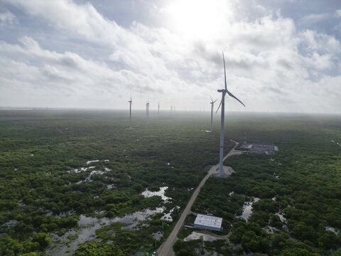 Aerial view of Parque eolico Energia Renovable de la Peninsula with wind turbines standing in a lush green landscape with wetlands and a dirt road in Progreso, Yucatan, Mexico.