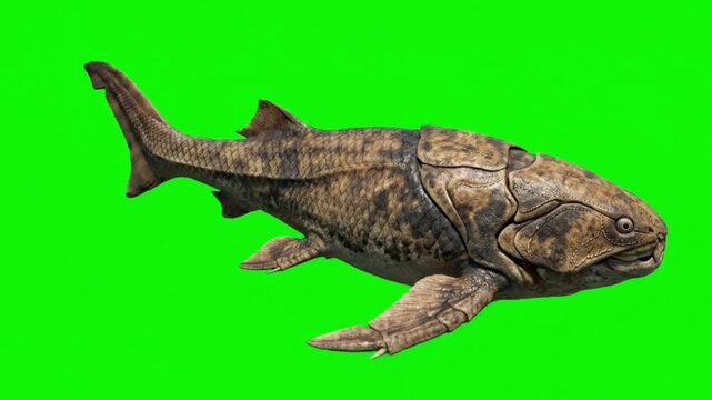 Fish Video of one Dunkleosteus Schleich are swimming on the green screen background