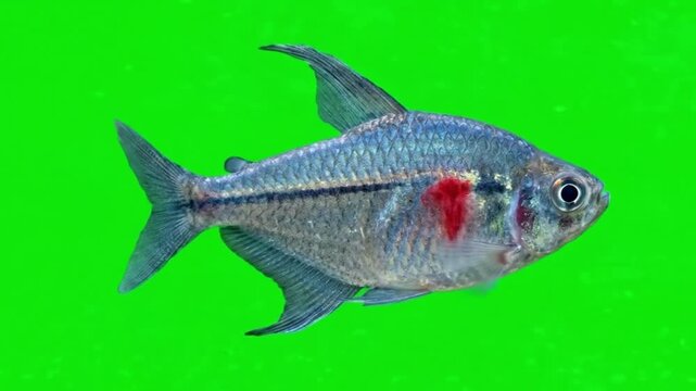 Fish Video of one Bleeding Heart Tetra are swimming on the green screen background