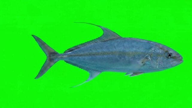 Fish Video of one Greater amberjack are swimming on the green screen background