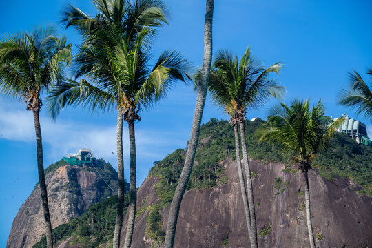 Aerial view of Sugarloaf Mountain framed by lush palm trees under a clear blue sky in Rio de Janeiro, Rio de Janeiro, Brazil.
