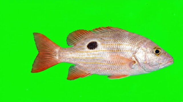 Fish Video of one Lane snapper are swimming on the green screen background