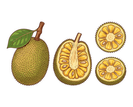 Illustration of a whole jackfruit, a longitudinal section, and two cross-sections, showcasing its spiky exterior and fibrous interior with seeds.