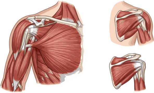 Comprehensive human chest and shoulder anatomy vector diagram showing pectoralis major clavicle bone and rotator cuff mechanics