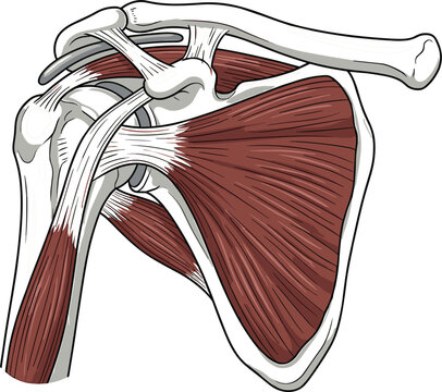 Detailed human shoulder anatomy vector illustration showing rotator cuff muscles joint bones clavicle and scapula structure
