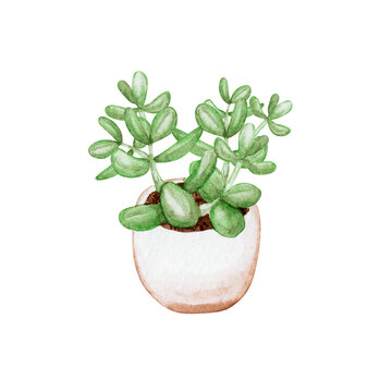 小さな観葉植物 多肉植物　水彩 イラスト