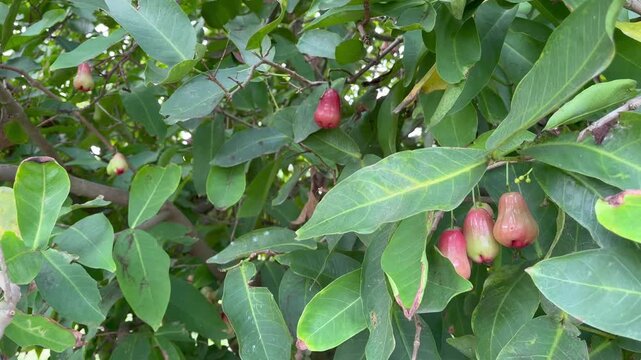 Fresh wax apples hanging on tree branch with green leaves