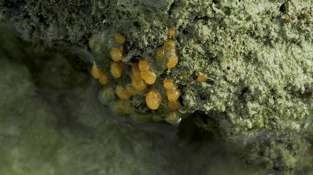 Yellow Colonial Growth on Coastal Rock at Low Tide

