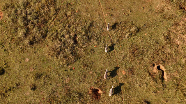 Aerial view of a small herd of zebras walking in a line across the grassy savanna, casting long shadows in the warm afternoon light in Saint Lucia, KwaZulu-Natal, South Africa.