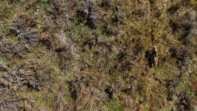 Aerial view of a single warthog walking through the dry grassy savanna in Saint Lucia, KwaZulu-Natal, South Africa.