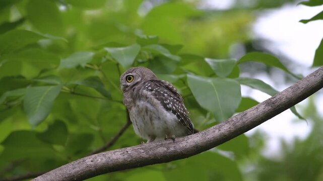 Full body of Asian Spotted Owlet perching alone on stable tree branches with leaves swaying in the blustery wind in background, native bird distributing across Bangkok city's tropical park, Thailand