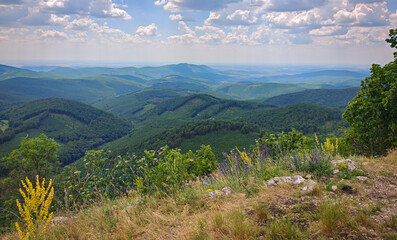 Colorful wildflowers and limestone grassland at the edge of Három-kő viewpoint, overlooking the rolling forested hills of the Bükk Mountains, Hungary. © Tibor