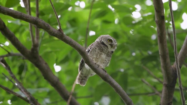 Spotted owlet getting ready to take off and flying away from tree branch it once perched, bird's body language of crouching, forward-leaning posture, Asian wildlife in city park of Bangkok, Thailand
