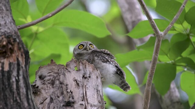 Spotted owlet opens eyes wide and dilates pupils to notice environment around, preens its feathers with beak, and checks the nest hole at natural tree hollow as daily routine at Bangkok park, Thailand