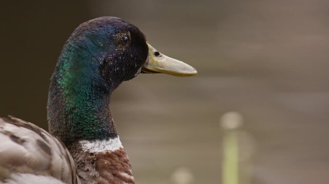 Close-up on drake mallard duck shaking head after foraging in wetland