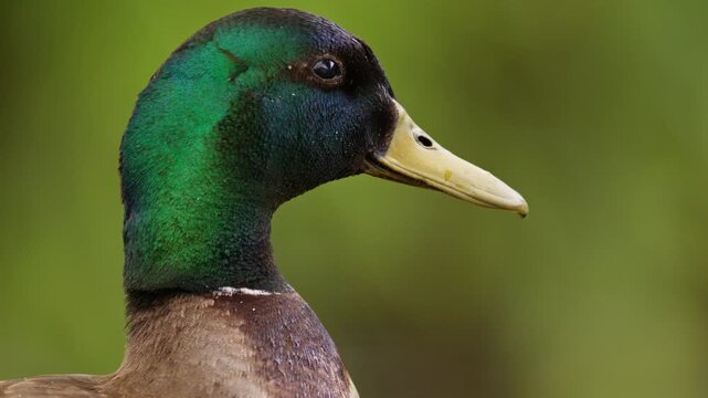 Male Mallard duck shakes water off feathers after swim. Closeup profile shot
