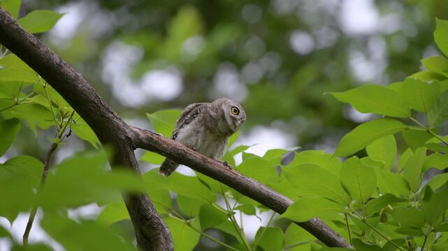 Spotted owlet moves its head in circles or bobs it up and down to develop the visual spatial and hunting skills, look like dancing bird, while perching on tree branch in Bangkok park, Thailand