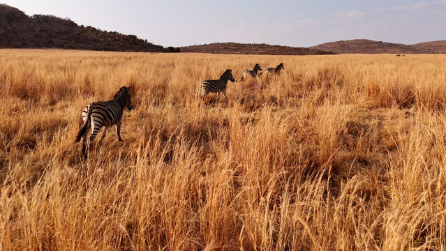 Aerial view of zebras walking through dry golden savanna grass in Saint Lucia, KwaZulu-Natal, South Africa.