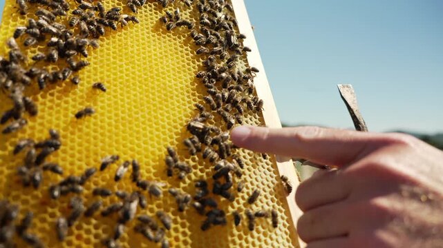 Beekeeper checking honeycomb frame with bees
