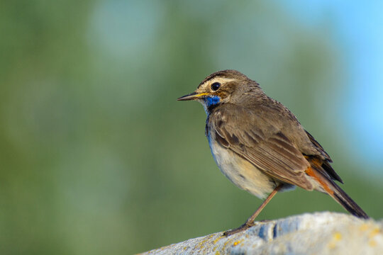 young bluethroat sitting on the fence at sunrise 