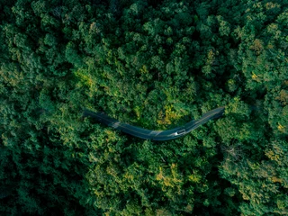 Fotobehang Bospad Scenic forest road symbolizing a journey toward net zero emissions, sustainability leadership, responsible investment, and climate-positive business transformation.  © Hand Robot