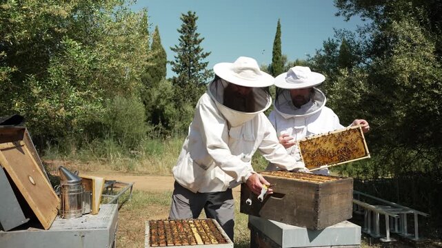 Beekeepers working together in apiary checking honeycomb frame