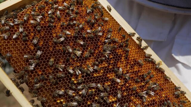 Beekeeper holding honeycomb frame with bees