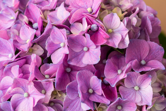 Lila Bl&uuml;ten Horstensie