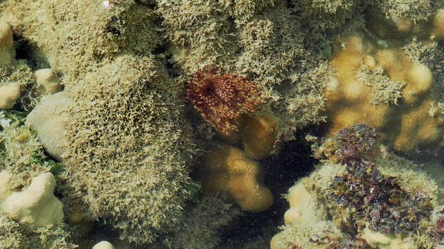 Feathered Reef Filter Feeder Among Coral Formations in Shallow Waters
