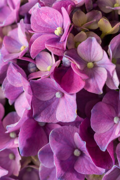 Lila Bl&uuml;ten Horstensie