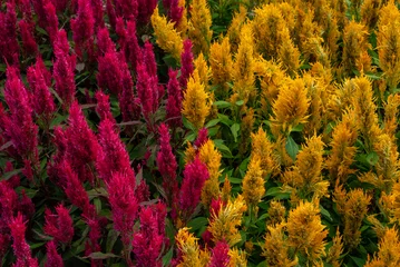Fototapeten Bordeaux Vibrant contrast of red and yellow celosia flowers in a garden  © Shohei Kannauchi