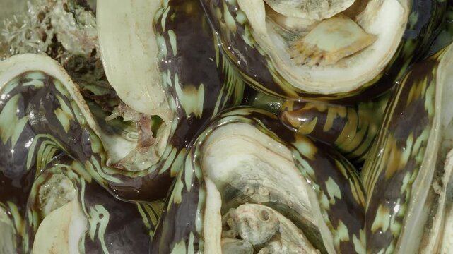 Intricate Patterned Mantle of a Giant Clam Exposed During Low Tide
