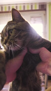 Person POV of holding cat in hands and turning around