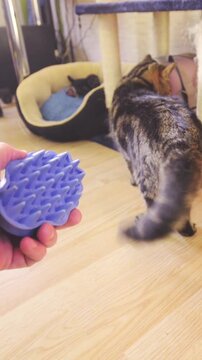 Person POV hold grooming brush but angry cat walks away