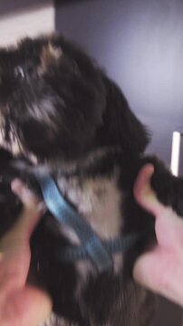 Cute dog jump in to person hands POV