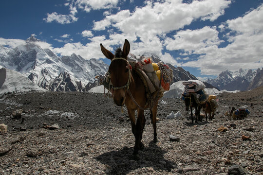 View of mules carrying supplies on a rocky trail at Goro II campsite with snow-capped mountain peaks in the background, k2 basecamp trek Gilgit, Pakistan.