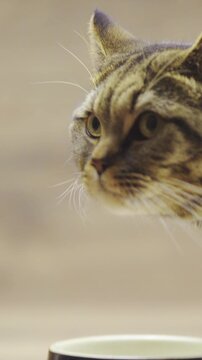 Cute British cat finished eating from bowl