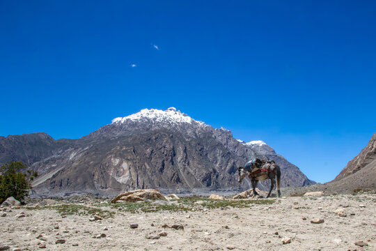 View of a pack horse carrying gear on a rocky trail with the snow-capped mountains of K2 Base Camp in the background under a clear blue sky in Gilgit, Pakistan.