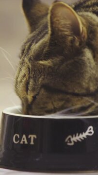 Cat head inside the bowl close up