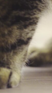Panning over cat paws while eating from bowl
