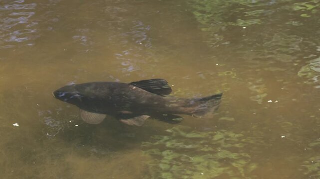 wild carp swimming in a river