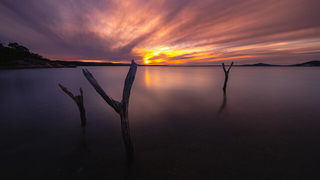 View of dead tree branches protruding from the calm water of the bay at sunset with a vibrant orange and purple sky in Vancouver Peninsula, Western Australia, Australia.