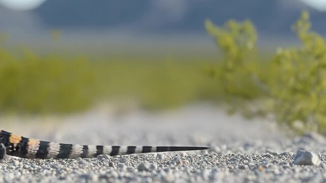 selective focus venomous lizard with patterned skin moving across sandy terrain