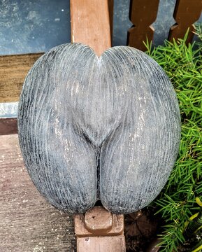 Lodoicea maldivica commonly known as the sea coconut, coco de mer, or double coconut is a monotypic genus in the palm family. Plant is endemic to the Seychelles.