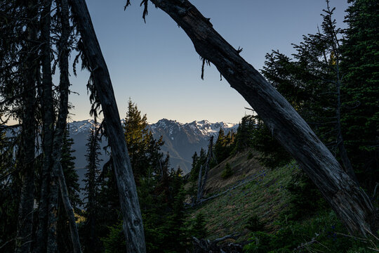 View of the snow-capped peaks of Hurricane Ridge framed by dead trees and evergreen forest in the Olympic Mountains in Clallam County, Washington, United States.