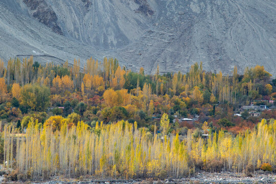 View of Nomal Valley in autumn with vibrant yellow and orange poplar trees set against a backdrop of rugged mountains in Nomal, Gilgit, Pakistan.