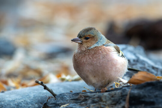View of a Eurasian chaffinch perched on a rock amidst scattered autumn leaves in Khunjerab, Gilgit, Pakistan.