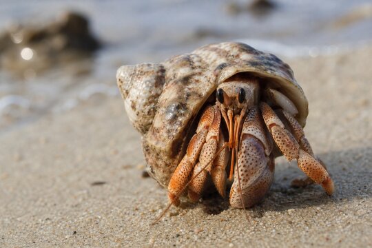 Hermit crab occupying an abandoned seashell on a sandy beach, close-up, natural lighting.