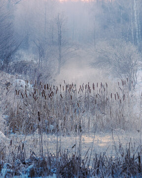 View of Kampinos National Park featuring frozen cattails and frost-covered vegetation in a misty winter landscape in Mazowieckie, Poland.